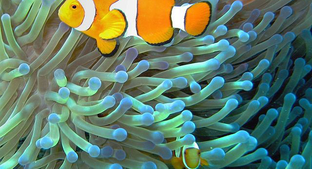 A pair clownfish floating in front of and within some sea anemone tentacles